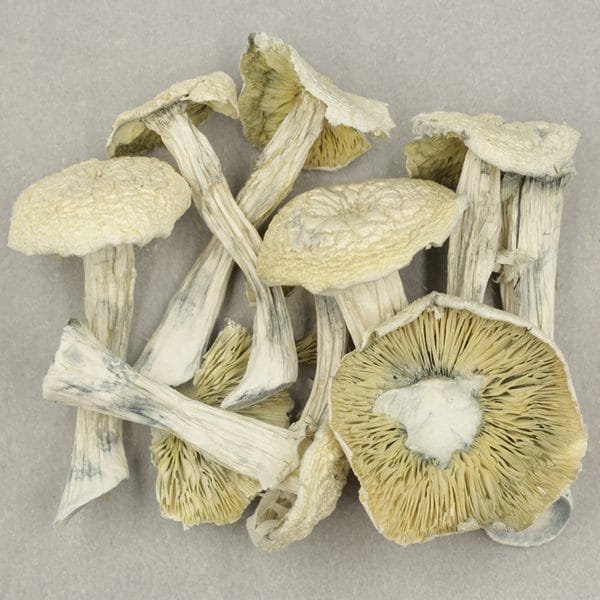 Albino Penis Envy - Image 2