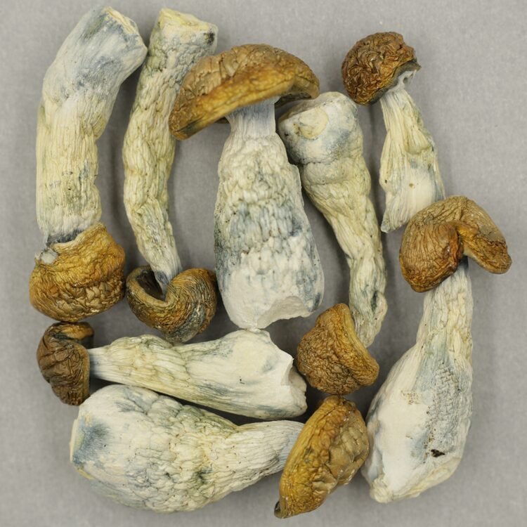 buy psilocybin mushrooms uk