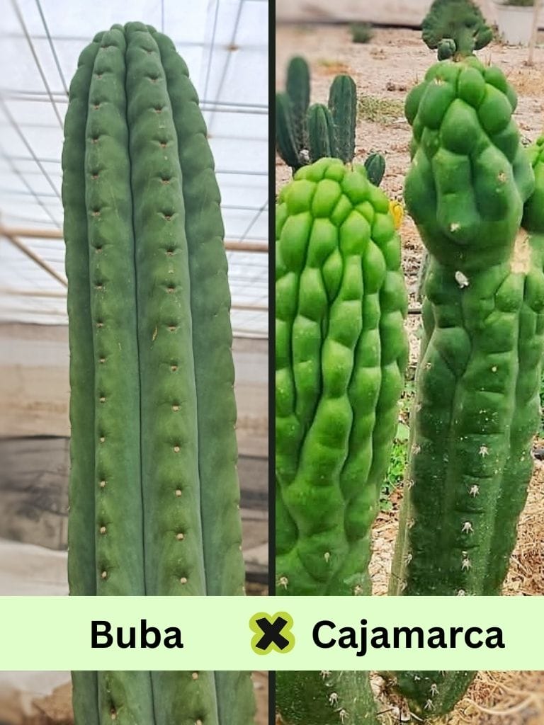 Tr. pachanoi (Buba x Cajamarca) Seedlings