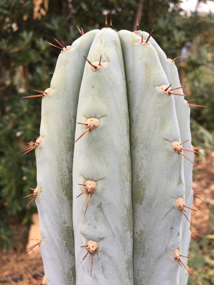 Trichocereus peruvianus – Peruvian Torch – Seeds - Image 4