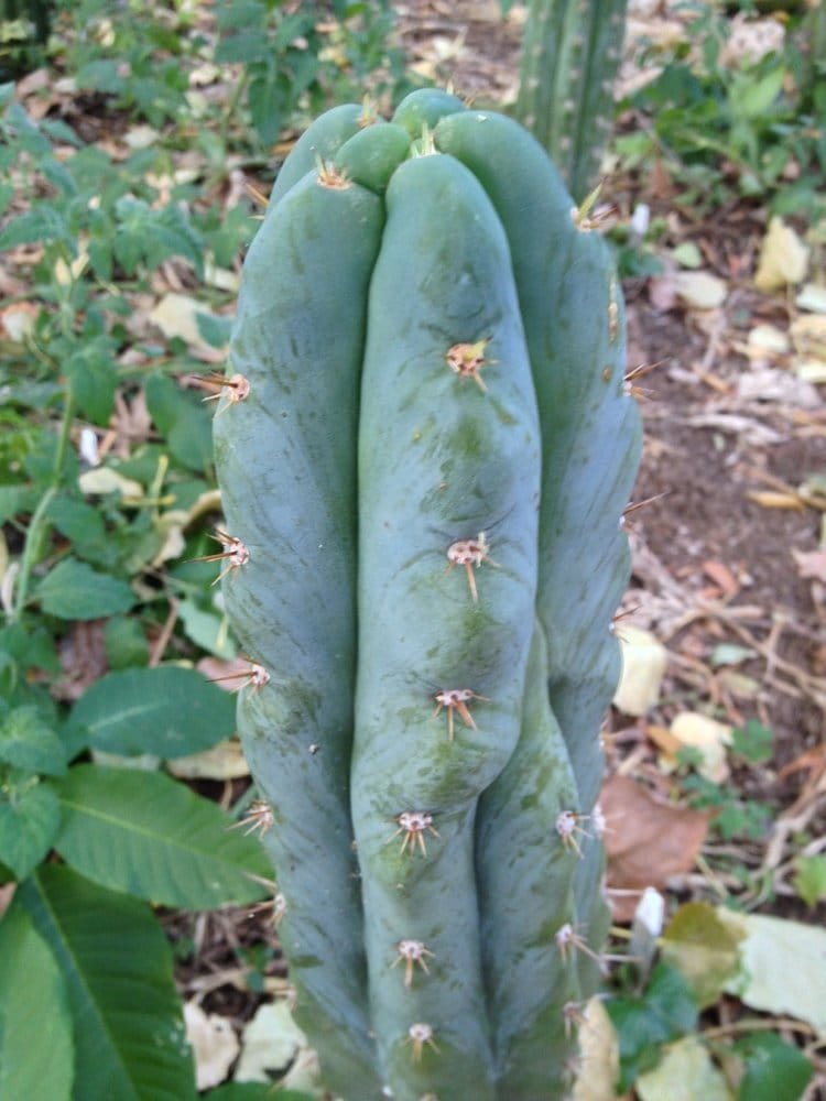 Trichocereus peruvianus – Peruvian Torch – Seeds - Image 2