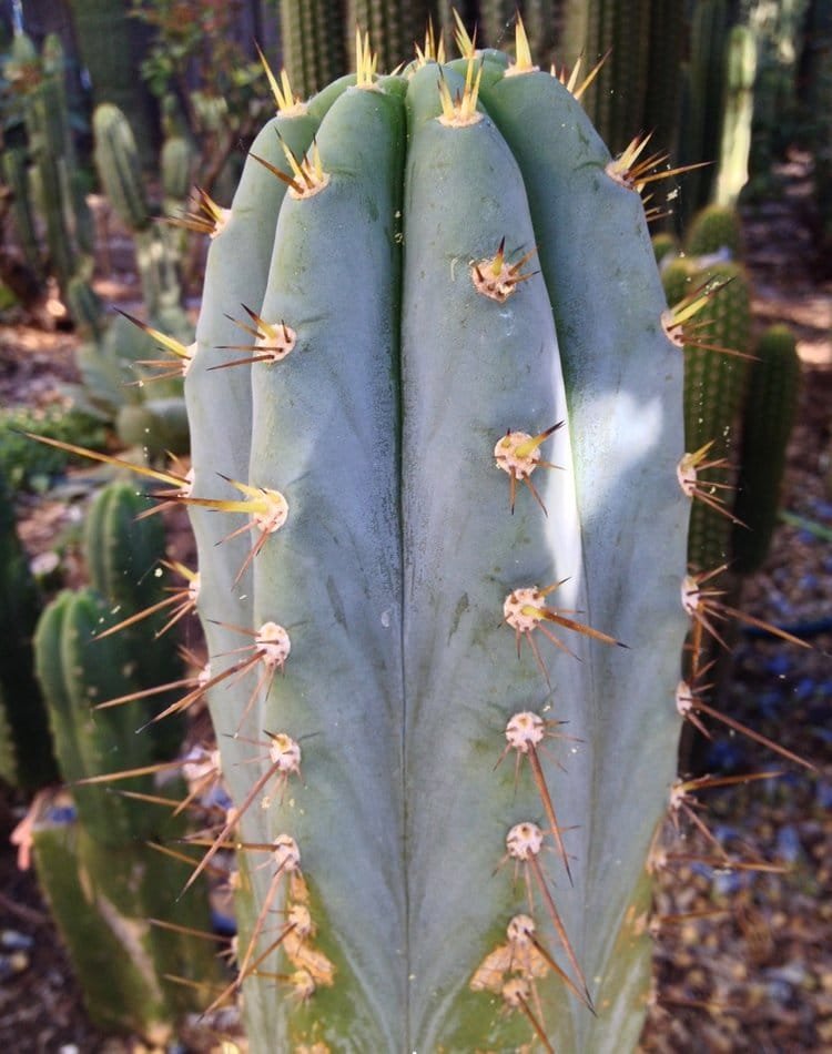 Trichocereus peruvianus – Peruvian Torch – Seeds - Image 6