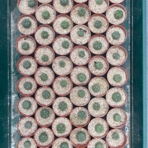 Lophophora williamsii – Peyote Seedlings