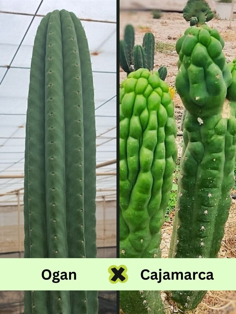 Tr. pachanoi (Ogan x Cajamarca) – Seedlings