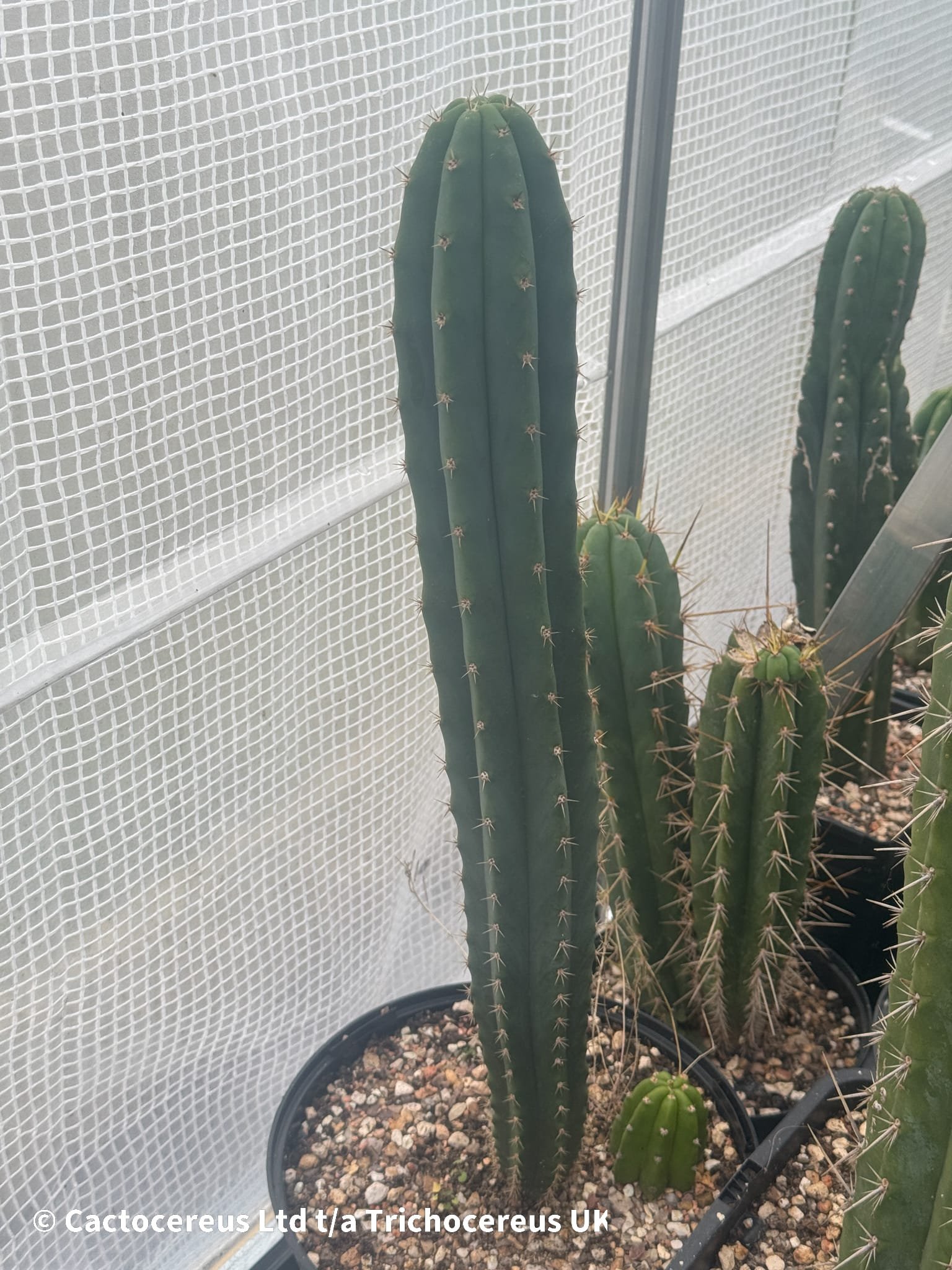 Psycho0 x (Tr. pachanoi x Tr. bridgesii “33”)