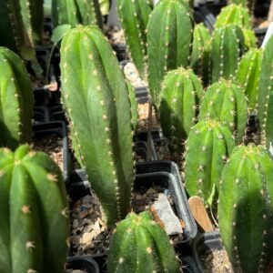 Tr. cordobensis x Tr. scopulicola