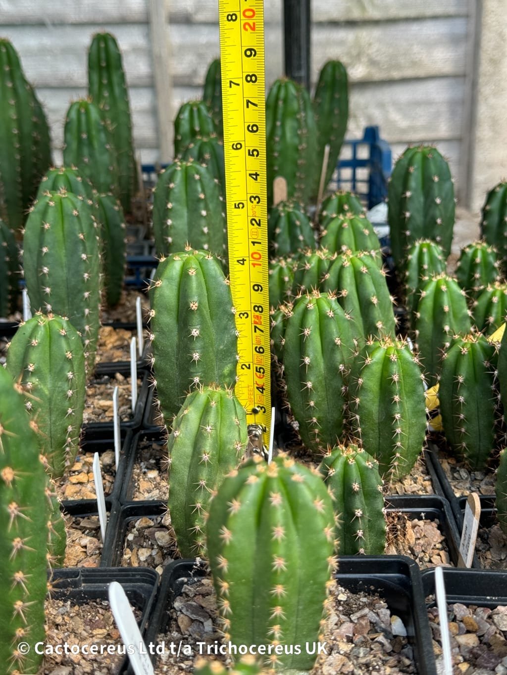 Tr. pachanoi ‘Andrew the Giant’ x Tr. peruvianus ‘Zorro’ - Image 2