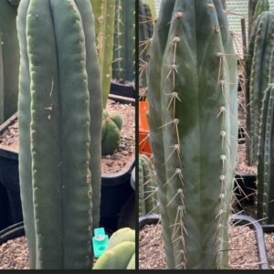 Tr. scopulicola x Tr. peruvianus ‘Matucana’ Seeds