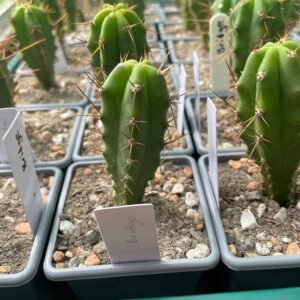 Tr. bridgesii (Bolivian Torch) Seeds