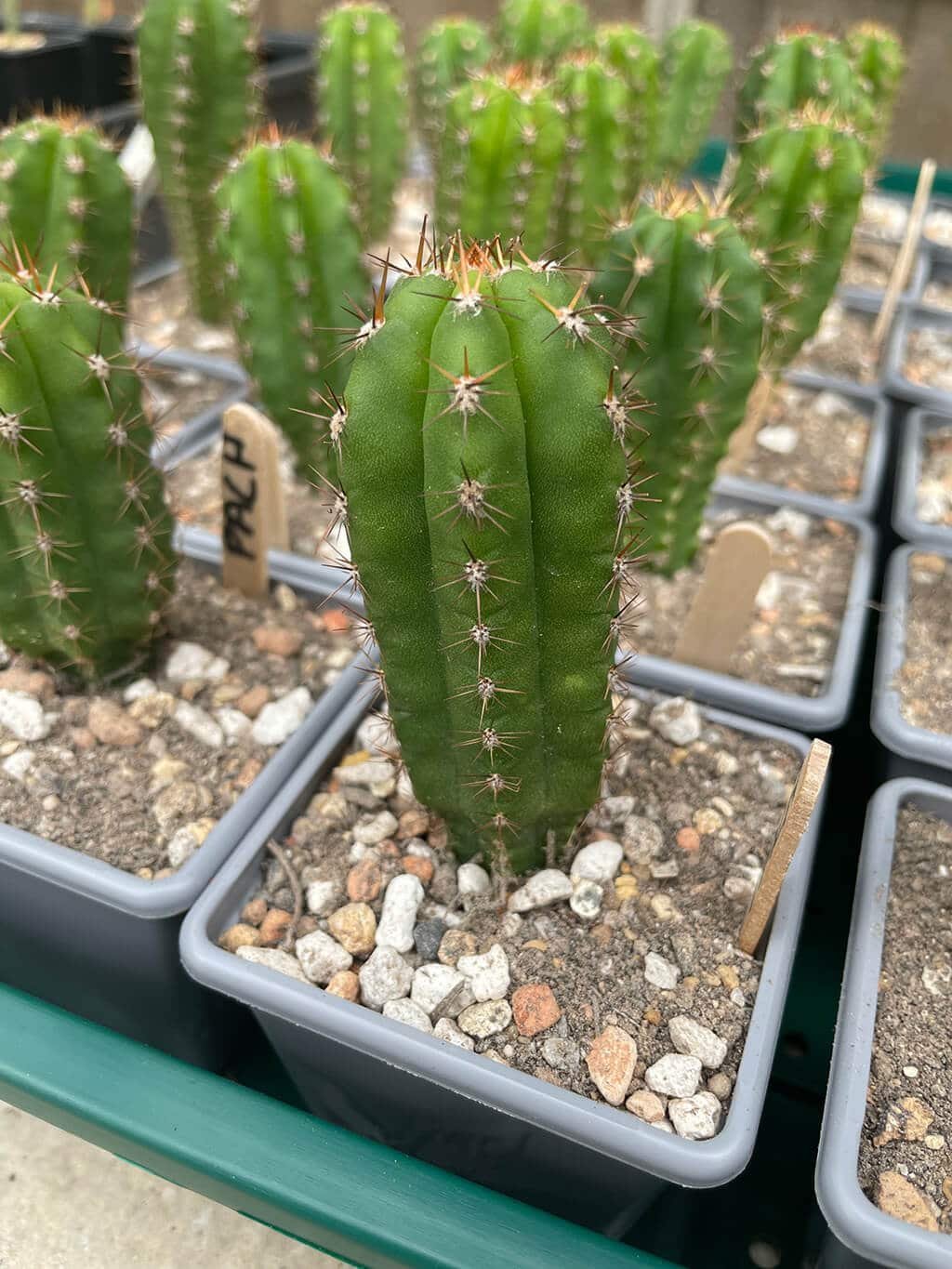 Trichocereus pachanoi – San Pedro Cactus – Seedlings - Image 2
